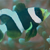 Anemone 'Clown' Fish