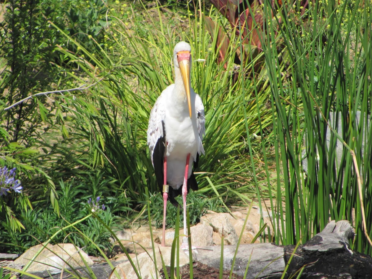 Yellow billed stork