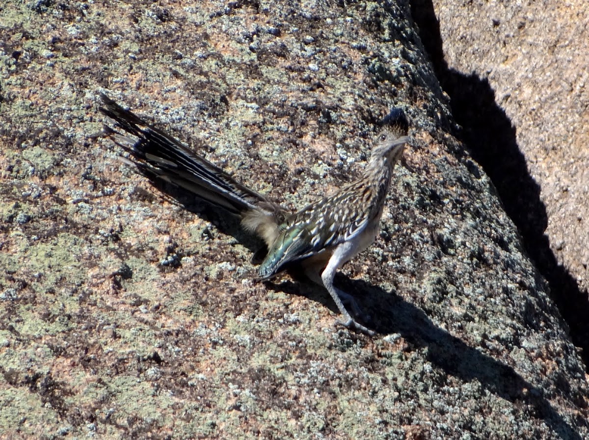 Greater Roadrunner