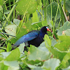 Purple Gallinule