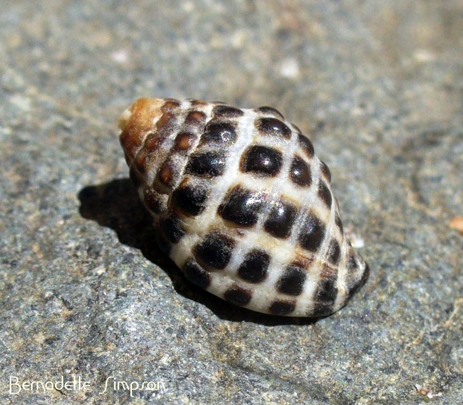 Mulberry Shell