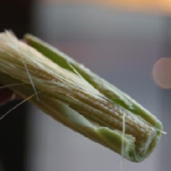 辛殿麻辣鍋(信義店)