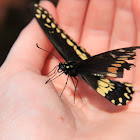 Eastern Black Swallowtail (Male)