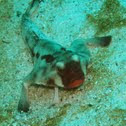 Red-lipped batfish
