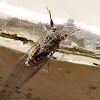 Black Tree Ticker Cicada