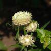 Chrysanthemum