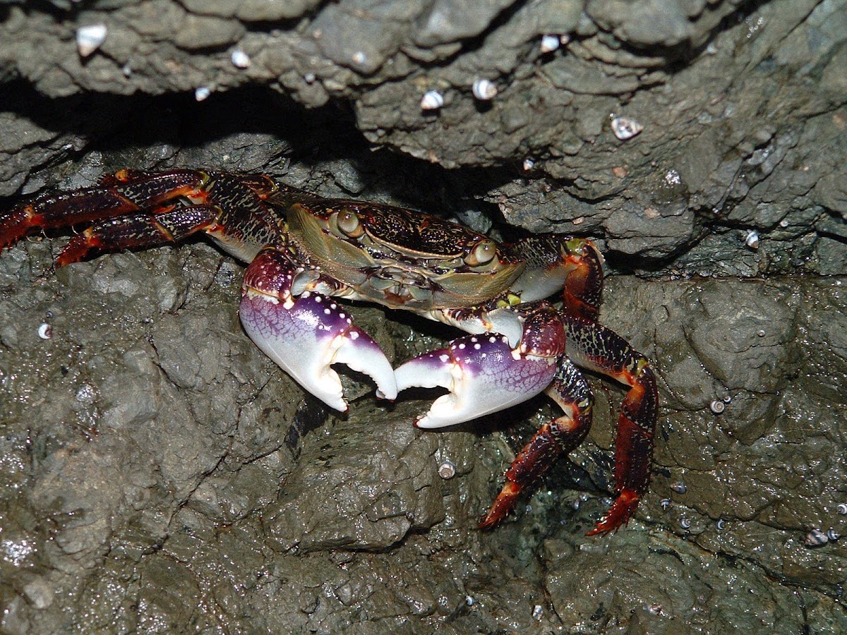 Purple shore crab
