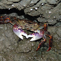 Purple shore crab