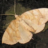 Underwing moth