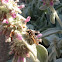 Bee and lambs ear plant