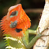 Green Forest Lizard