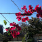 Bougainvillea