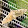 Inkblot Palpita Moth