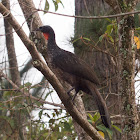 Dusky-legged guan