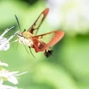 Hummingbird Clearwing