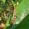 Short-horned Grasshopper