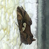 Bilobed Looper Moth