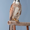 Nankeen Kestrel