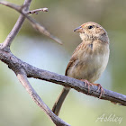 Bachman's Sparrow