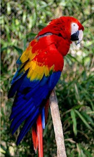 Animal Sounds for Kids Pro Screenshots 19