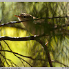 Green Warbler