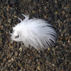 Semi plume Feather