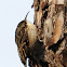 Short-toed Treecreeper, agateador común