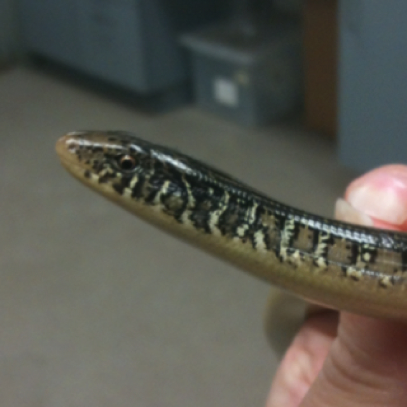 Eastern Glass Lizard