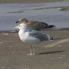 Herring Gull, adult nonbreeding
