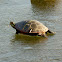 Midland Painted Turtle