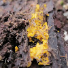 physarum (outside)