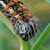 Henry's Marsh Moth (caterpillar)