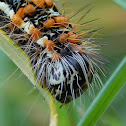 Henry's Marsh Moth (caterpillar)