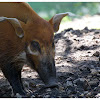 The red river hog