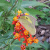 Southern Dogface butterfly on milkweed