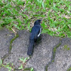 Oriental Magpie-robin