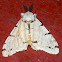 Lymantica moth