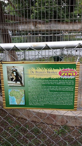 Natural Bridge Zoo - De Brazzas Monkey