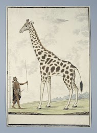 Giraffa camelopardalis (Giraffe)