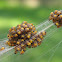 Orb-weaver spiders