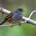 Gray-throated warbling finch