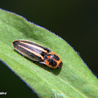 Click beetle