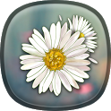 Daisy Live Wallpaper icon
