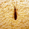 Mosquito, Zancudo