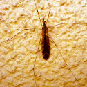 Mosquito, Zancudo