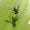 long-legged fly