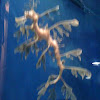 Sea dragon