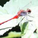 Autumn Meadowhawk