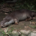 Oriental Short Clawed Otter