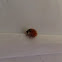 16 Spotted ladybug
